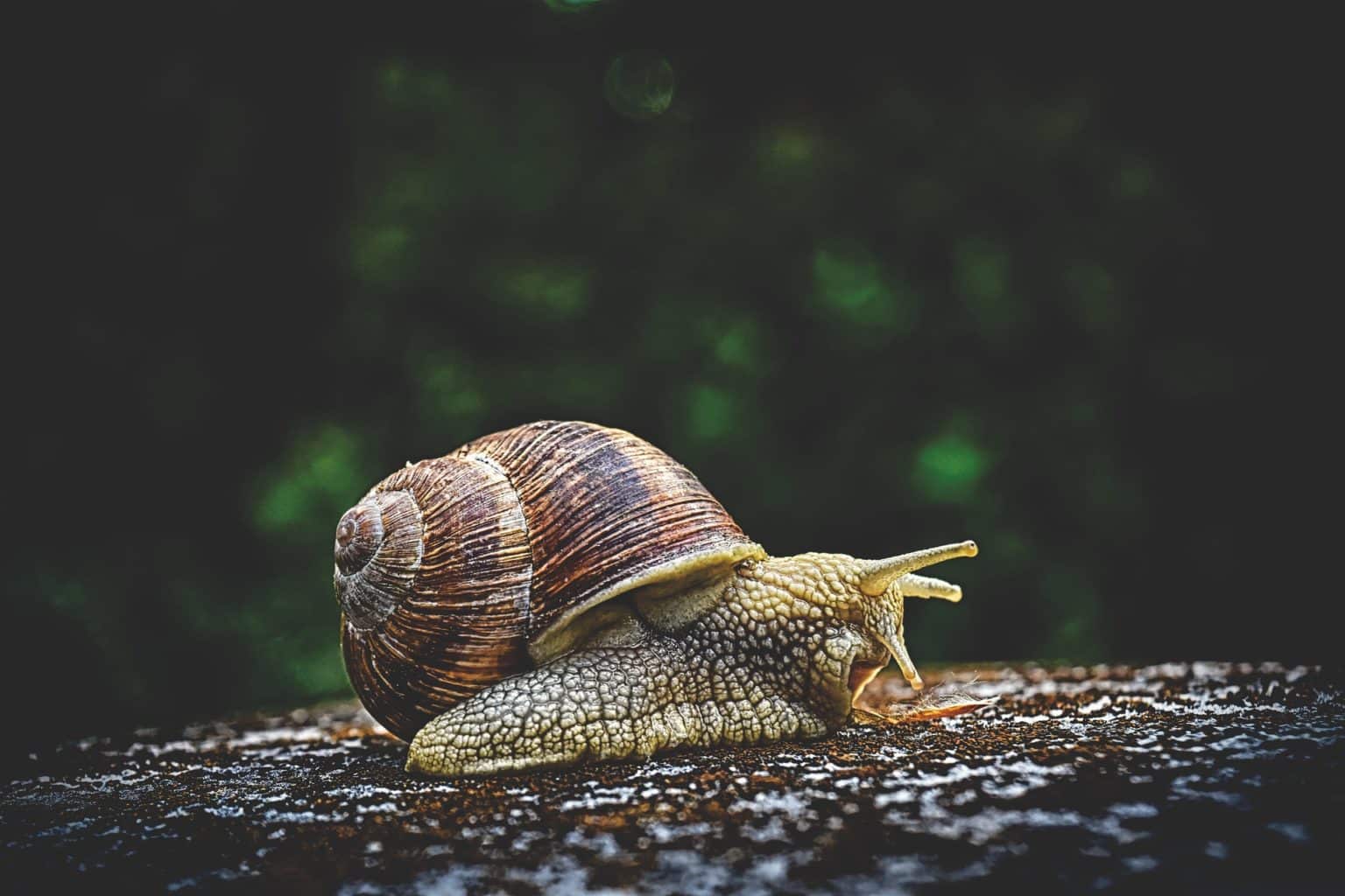 Koje Ivotinje Spavaju Zimski San Zastita Prirode Hr