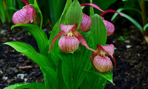 Gospina papučica – mirisna rijetka orhideja
