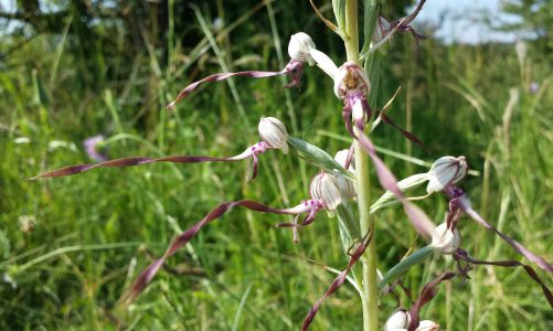 Kozonoška – najveća europska orhideja