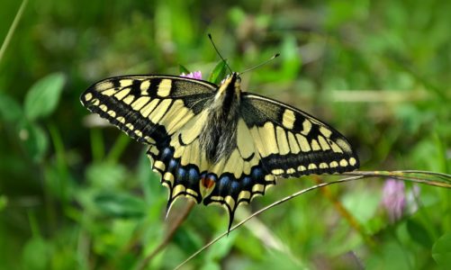 Lastin rep – kraljevski leptir