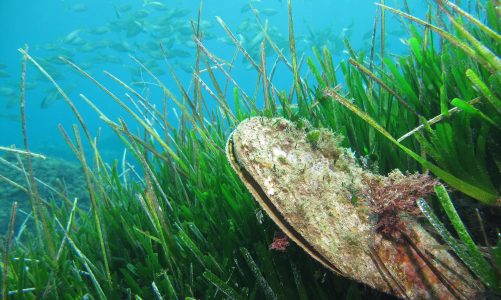 Plemenita periska – simbol zdravog morskog okoliša