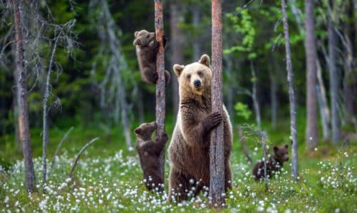 Smeđi medvjedi u Hrvatskoj – divovi koji vladaju šumom