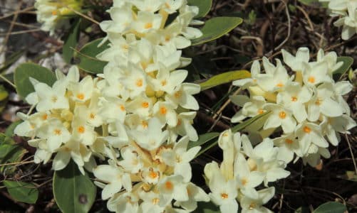 Blagajev likovac – bijeli cvijet grofa Blagaya