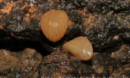Dinarski špiljski školjkaš – endem Dinarida