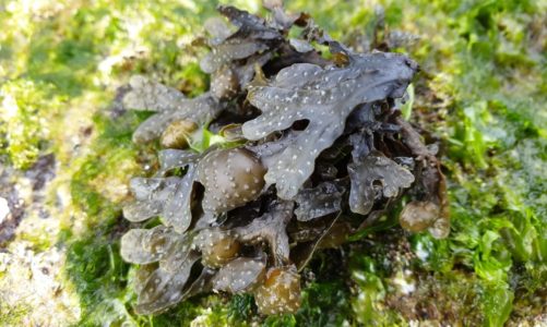 Jadranski bračić – smeđa alga Jadrana
