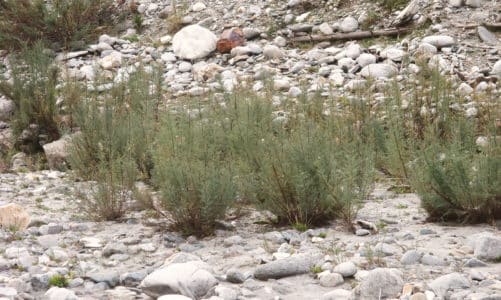 Kebrač – ljekoviti grm iz ledenog doba