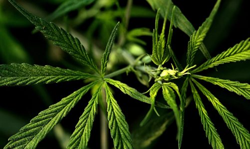 Prednosti legalizacije uzgoja marihuane za okoliš