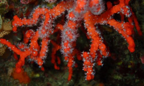 Crveni koralj – legendarni jadranski koralj koji nestaje
