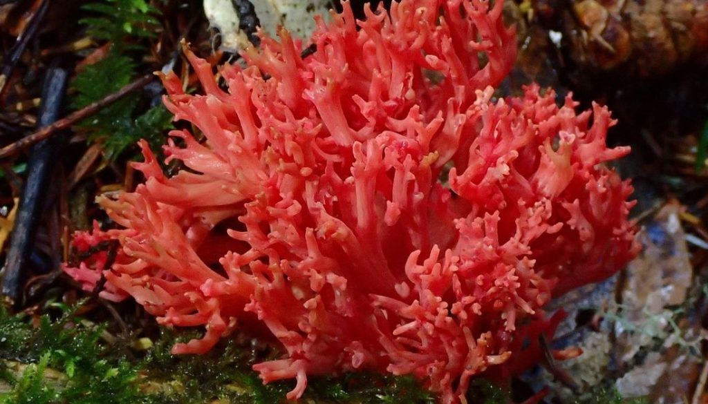Crveni koralj u Jadranskom moru