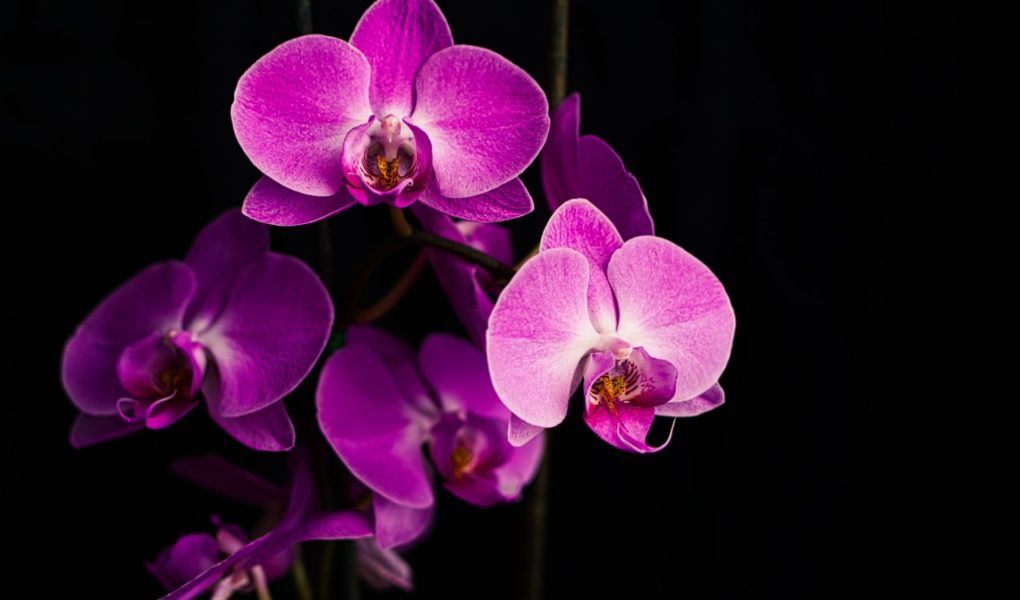 Orhideja – nježna ljepotica koja voli pažnju