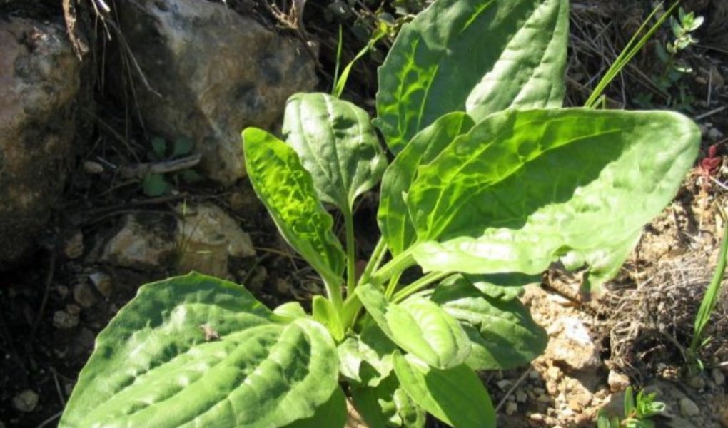 Trputac – biljka uz koju se lakše diše