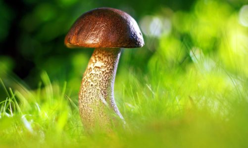 Gljive i sve što trebamo znati o njima