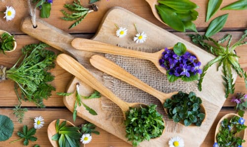 Ljekovite biljke u vašoj kuhinji: 4 najboljih za početnike