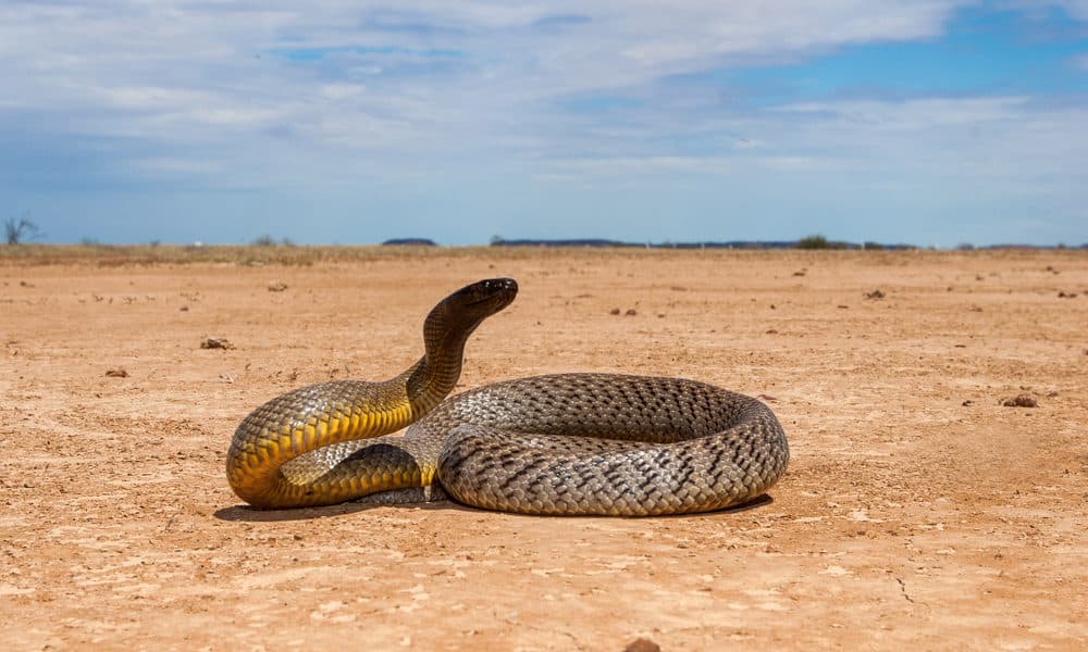 najotrovnija zmija na svijetu
