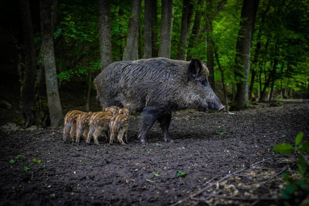 Divlja svinja s mladima u šumi