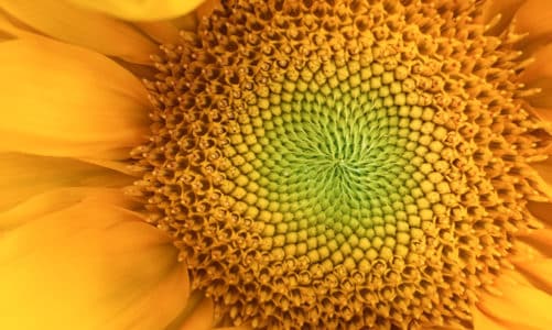 11 primjera za Fibonaccijev niz u prirodi