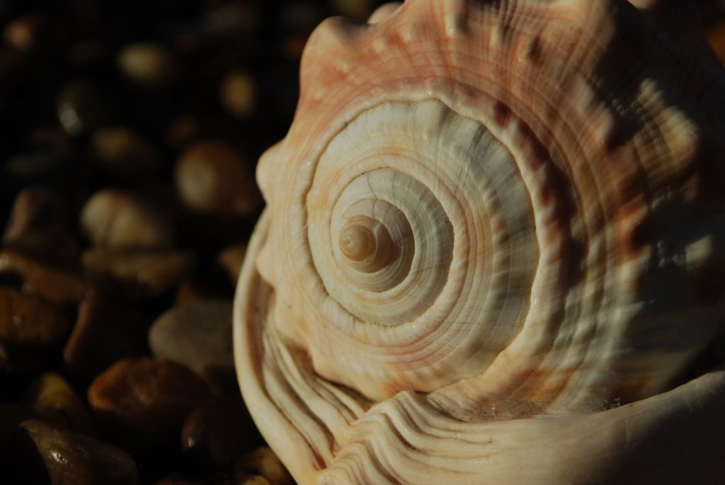 školjka Nautilus je poznat primjer za Fibonaccijev niz u prirodi