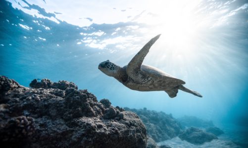 Život kornjača u 20 fascinantih činjenica