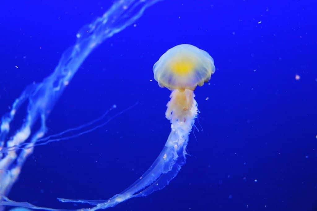 Meduza je plankton