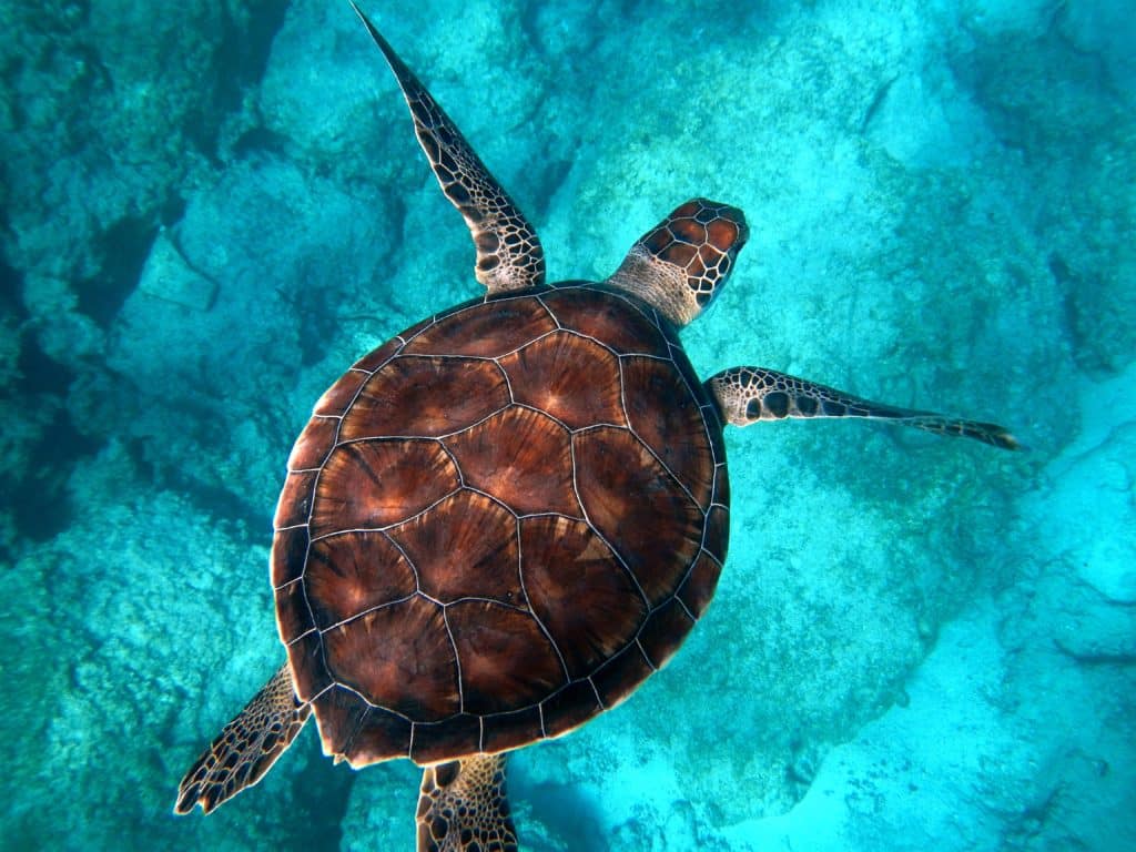 Morska kornjača u tirkiznom moru