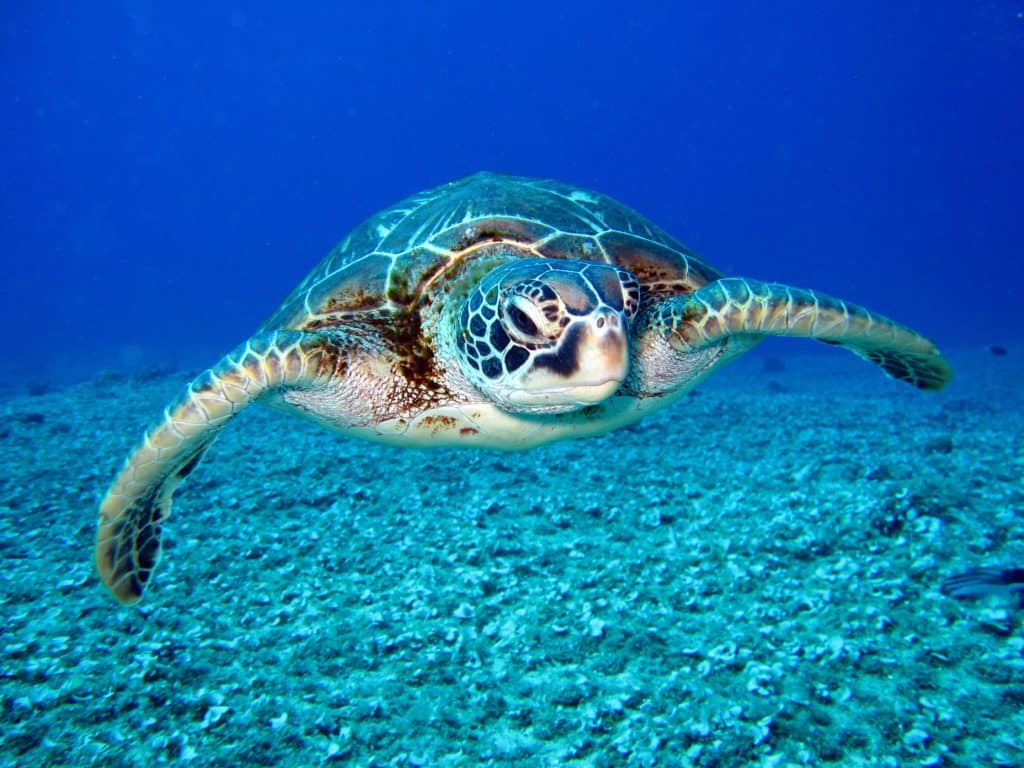 Morska kornjača se hrani morskom travom i algama