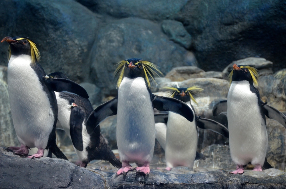smiješni pingvini