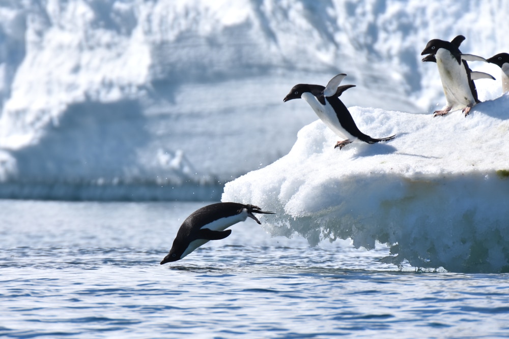 pingvini su izvrsni plivači