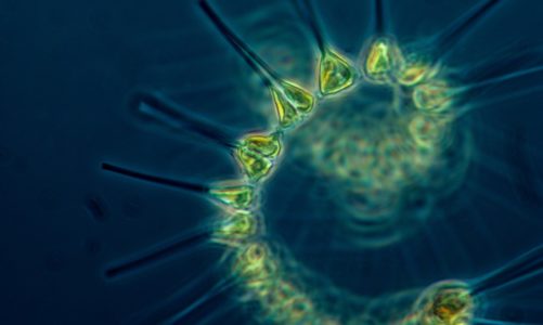 Što je plankton i 5 razloga zašto je bitan
