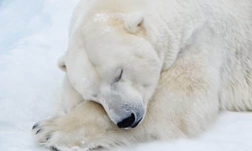 Spavaju li polarni medvjedi zimski san?
