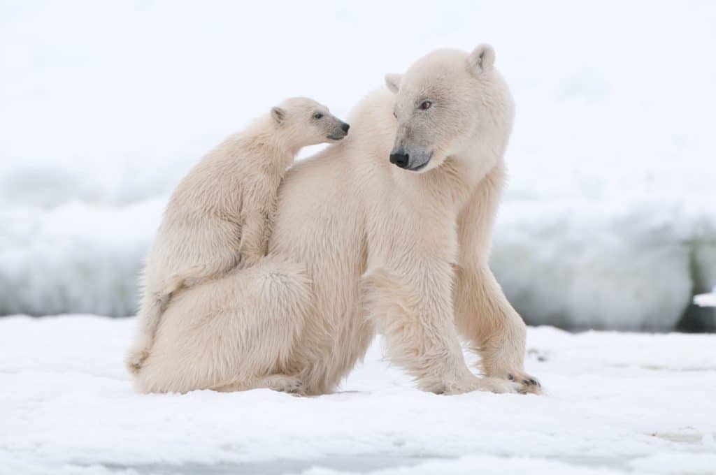 Polarna medvjedica dugo ostaje s mladima i ima snažan majčinski instinkt. Na slici je prikaz majke kojoj je mladunče na leđima, i majka okreće glavu da pogleda svoje mladunče
