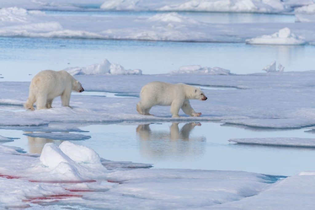 Dva polarna medvjeda s krvavim njuškama kreću se po zamrznutoj površini, a ispred njih su tragovi krvi