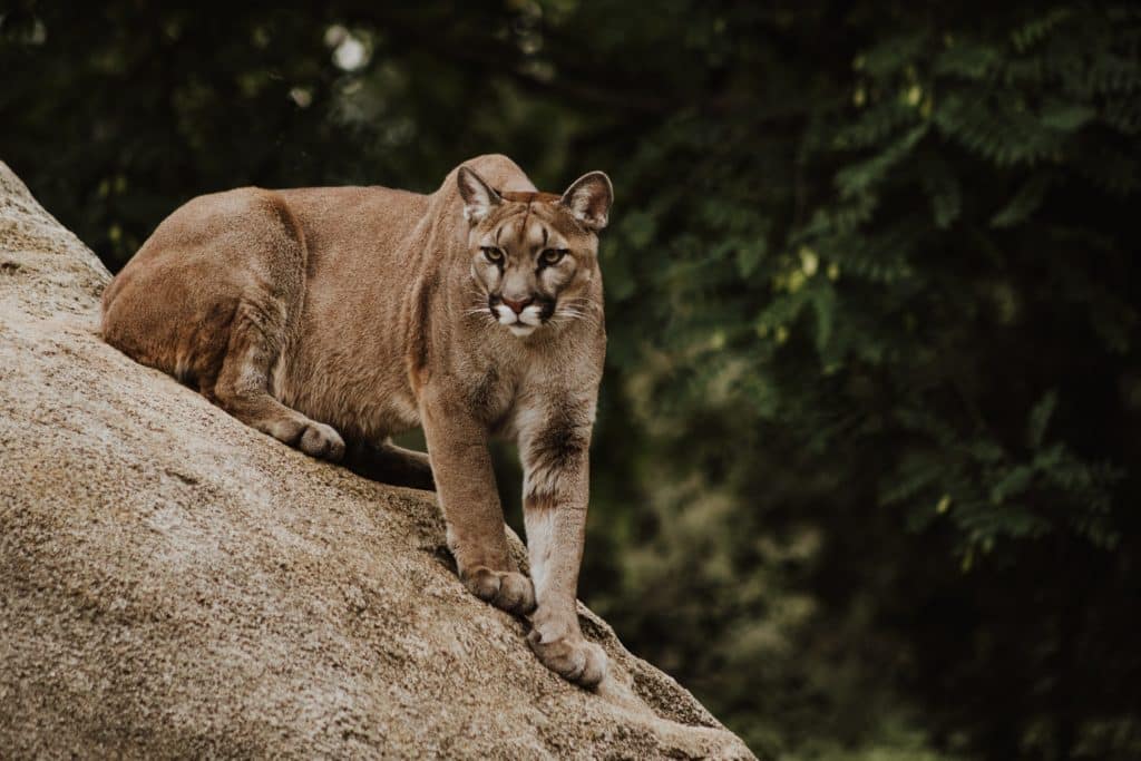 Puma je glavni predator u pustinji