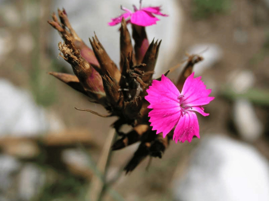 flora Sjevernog Velebita