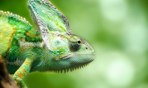10 zanimljivih činjenica o kameleonu
