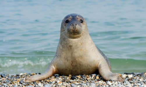 10 činjenica o tuljanima koje će vas iznenaditi