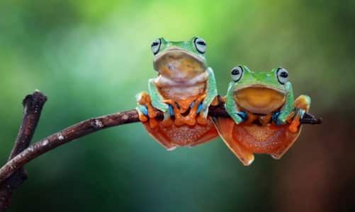 10 čudnovatih žaba koje će vas ostaviti bez daha