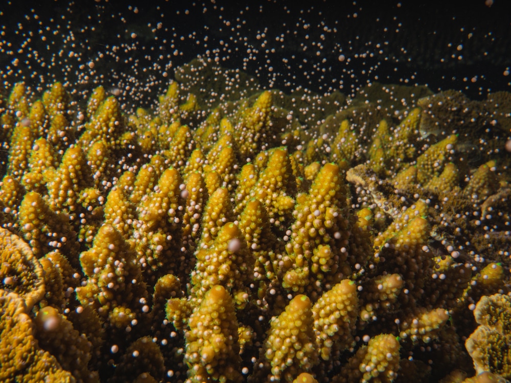 Veliki koraljni greben životinje