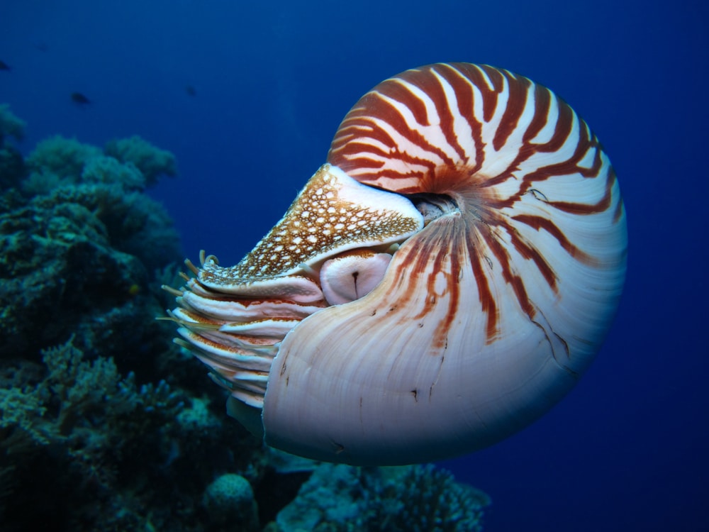 Veliki koraljni greben nautilus