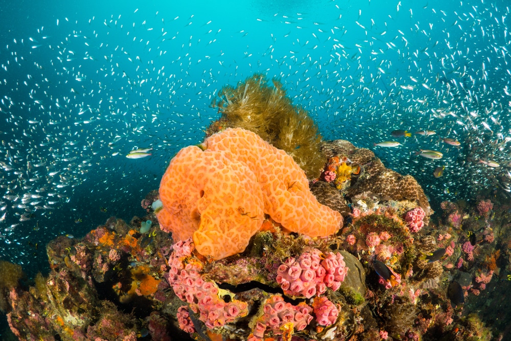 Veliki koraljni greben vrste