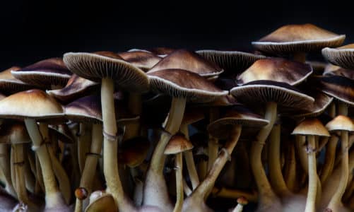 Ovo je 10 najčudnijih vrsta gljiva