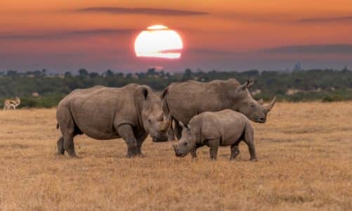 Gdje živi nosorog? (15 zanimljivosti o nosorozima)