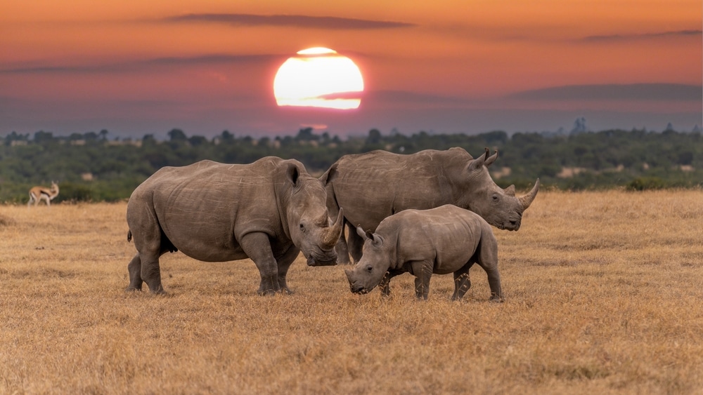 Gdje živi nosorog? (15 zanimljivosti o nosorozima)