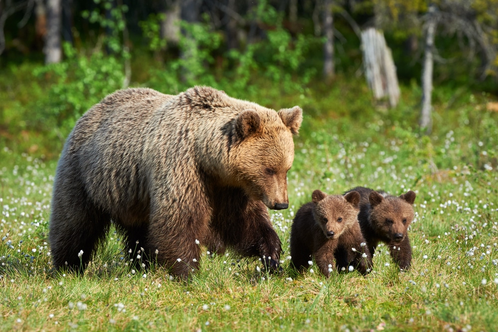 smeđi medvjedi zaštićena vrsta