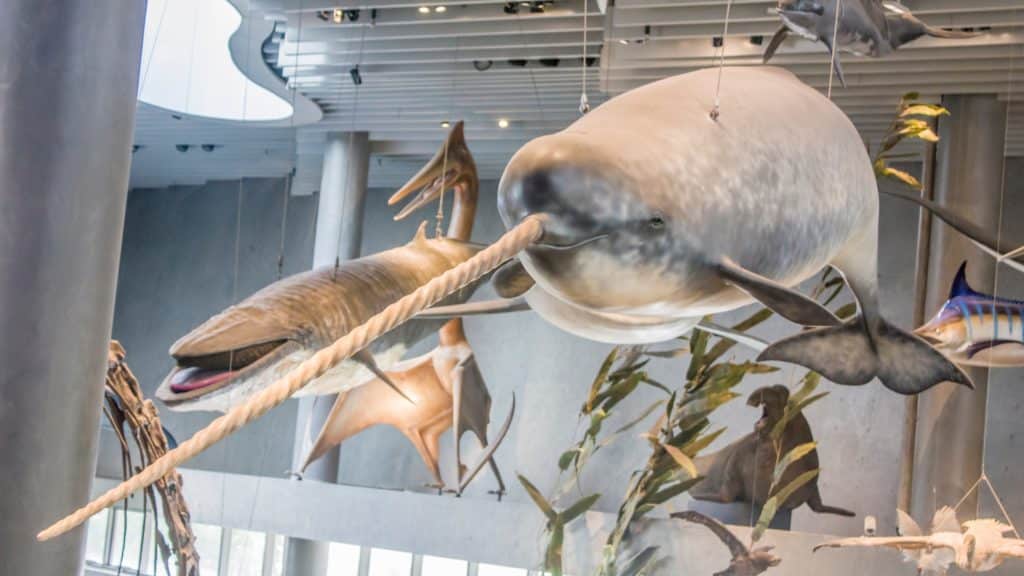 Što je narval? 12 činjenica o ovoj zanimljivoj životinji