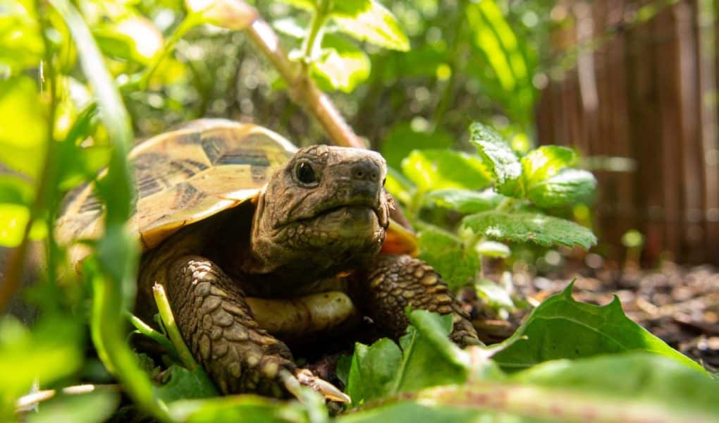Je li kornjača čančara zakonom zaštićena vrsta? 20 činjenica