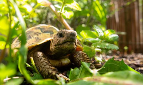 Je li kornjača čančara zakonom zaštićena vrsta? 20 činjenica