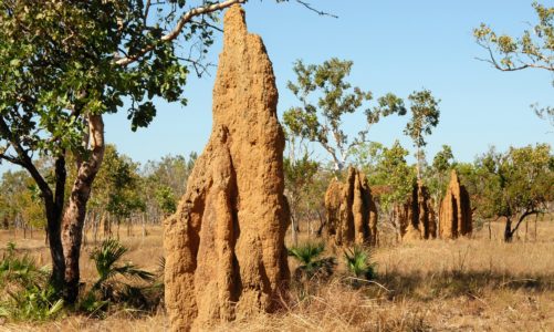 Što znate o termitima? Evo 12 ludih činjenica