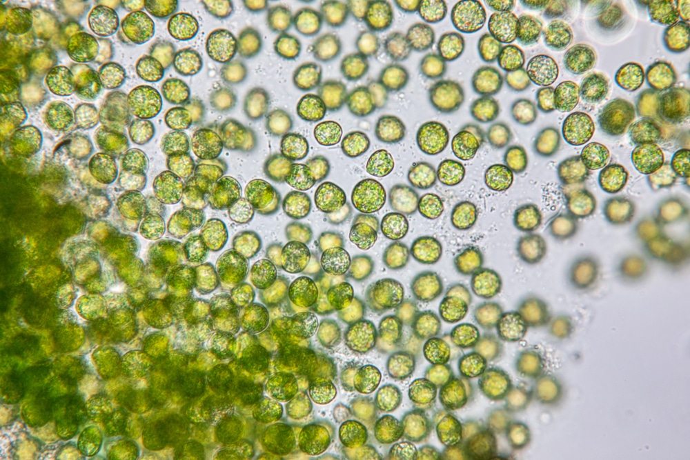 mikroskopske alge