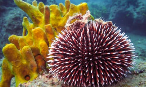 Čime se hrani morski jež? Top 13 zanimljivosti o ježincu