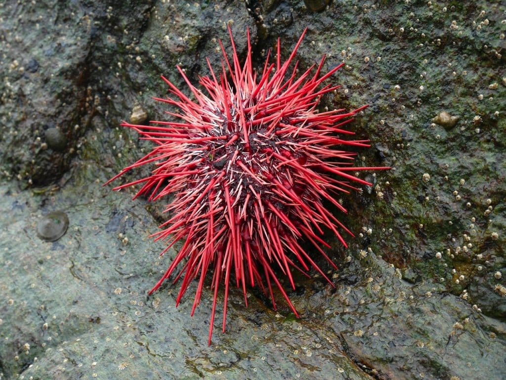 morski jež crveni